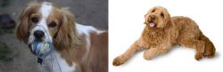 Cockalier vs Golden Doodle - Breed Comparison