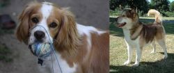 Cockalier vs Greenland Dog - Breed Comparison