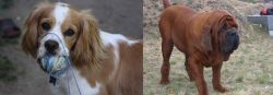 Cockalier vs Korean Mastiff - Breed Comparison