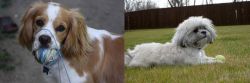 Cockalier vs Mal-Shi - Breed Comparison
