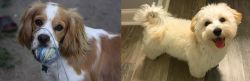Cockalier vs Maltipoo - Breed Comparison