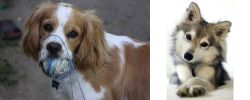 Cockalier vs Miniature Siberian Husky - Breed Comparison