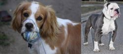 Cockalier vs Old English Bulldog - Breed Comparison