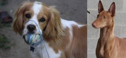 Cockalier vs Pharaoh Hound - Breed Comparison