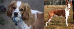 Cockalier vs Podenco Canario - Breed Comparison