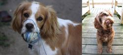 Cockalier vs Portuguese Water Dog - Breed Comparison