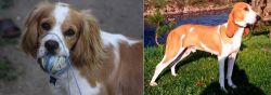 Cockalier vs Schweizer Laufhund - Breed Comparison