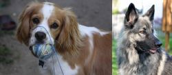 Cockalier vs Shiloh Shepherd - Breed Comparison