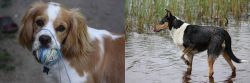Cockalier vs Smooth Collie - Breed Comparison