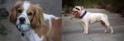 Cockalier vs Staffordshire Bull Terrier - Breed Comparison