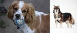 Cockalier vs Utonagan - Breed Comparison
