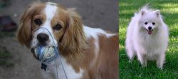 Cockalier vs Volpino Italiano - Breed Comparison