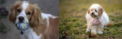 Cockalier vs West Highland White Terrier - Breed Comparison