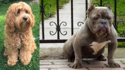 Cockapoo vs American Bully - Breed Comparison