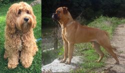 Cockapoo vs Bullmastiff - Breed Comparison