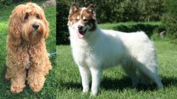 Cockapoo vs Canadian Eskimo Dog - Breed Comparison