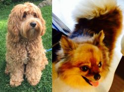 Cockapoo vs Chiapom - Breed Comparison