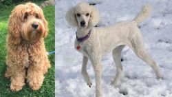 Cockapoo vs Poodle - Breed Comparison