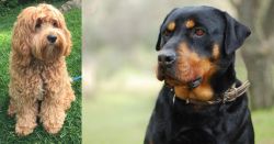 Cockapoo vs Rottweiler - Breed Comparison