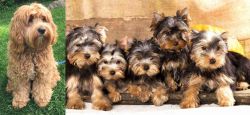 Cockapoo vs Yorkshire Terrier - Breed Comparison
