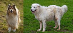 Collie vs Abruzzenhund - Breed Comparison