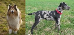 Collie vs Atlas Terrier - Breed Comparison