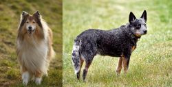 Collie vs Austrailian Blue Heeler - Breed Comparison