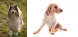 Collie vs Basset Fauve de Bretagne - Breed Comparison