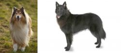 Collie vs Belgian Shepherd - Breed Comparison