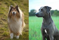 Collie vs Blue Lacy - Breed Comparison