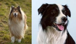 Collie vs Border Collie - Breed Comparison