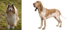 Collie vs Bracco Italiano - Breed Comparison