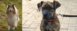 Collie vs Catahoula Bulldog - Breed Comparison
