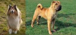 Collie vs Chinese Shar Pei - Breed Comparison