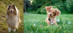 Collie vs Chiweenie - Breed Comparison