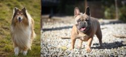 Collie vs French Bulldog - Breed Comparison