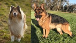 Collie vs German Shepherd - Breed Comparison