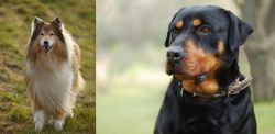 Collie vs Rottweiler - Breed Comparison