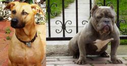 Combai vs American Bully - Breed Comparison