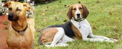 Combai vs American English Coonhound - Breed Comparison