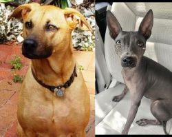Combai vs American Hairless Terrier - Breed Comparison