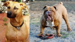 Combai vs Australian Bulldog - Breed Comparison