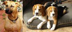 Combai vs Beagle - Breed Comparison