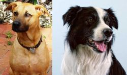 Combai vs Border Collie - Breed Comparison