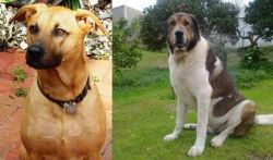 Combai vs Cao de Gado Transmontano - Breed Comparison