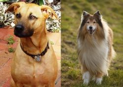 Combai vs Collie - Breed Comparison