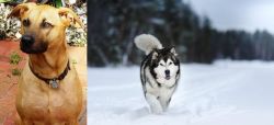 Combai vs Siberian Husky - Breed Comparison