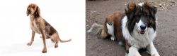 Coonhound vs Aidi - Breed Comparison