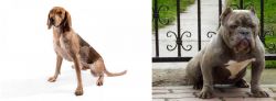 Coonhound vs American Bully - Breed Comparison