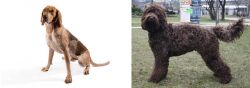 Coonhound vs Barbet - Breed Comparison